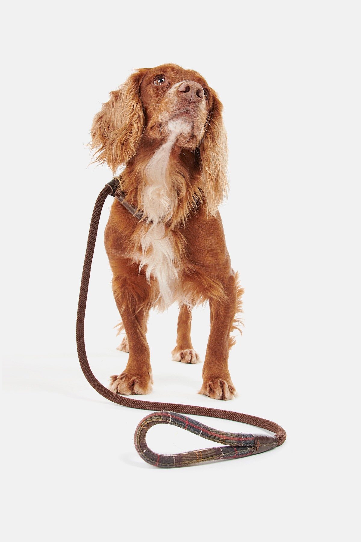 Tartan Leash